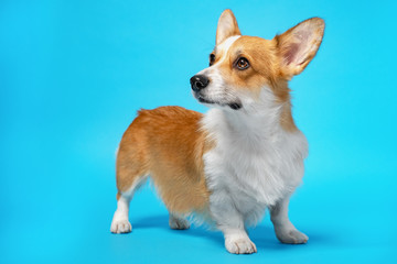 Cute ginger and white dog of welsh corgi pembroke breed, standing on bright blue background. Funny face expression, pretty look. Indoors, studio, isolated.