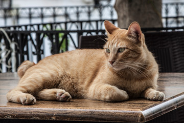 Beautiful brown cat posing for the camera - Image.