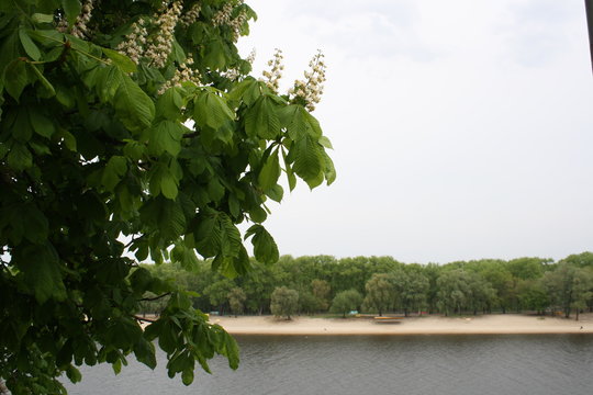 city park on the river Sozh, summer day