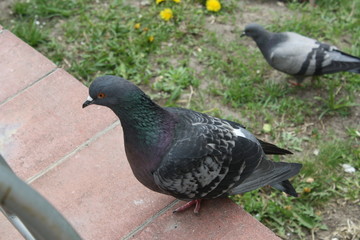 wild grey pigeon in the park