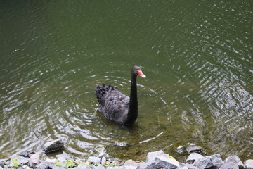 Obraz premium beautiful black swan in the pond