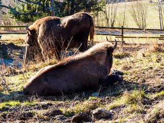 (Bison bonasus) Small herd of European bison or wisent in Black-Forest