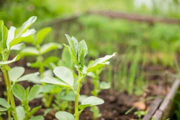 In the soil green pea sprout shoots.Green shoots in the garden.vegetable pea in the field. Flowering legumes. White flowers of peas. Young shoots and flowers in a field of green peas. Cultivation of