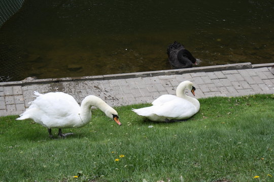 beautiful swangs on the grass