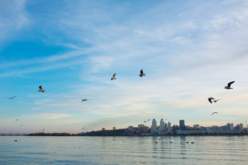 A flock of seagulls on the banks of the city river.