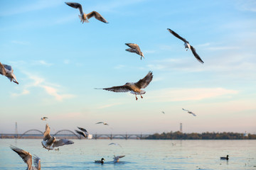 A flock of seagulls on the banks of the city river.