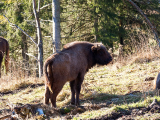 (Bison bonasus) Small Bison 'Calf' in wood