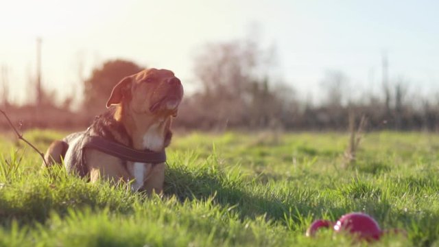 Chien fatigu&eacute; aboie. Joue dans l'herbe. Ralenti