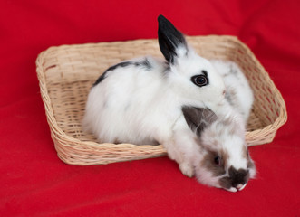 Obraz premium Two white Easter bunnies sit in a wicker basket on a red background. The concept of Easter. Decorative animals, and Pets.