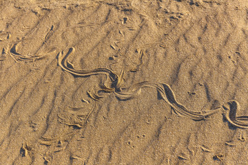 Fototapeta na wymiar Traces of snake in the sand. Sand Texture. Background from brown sand.