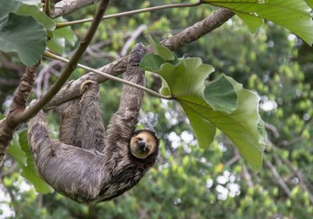 Guyane