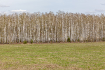 Birch trees with fresh green leaves in spring. Russia
