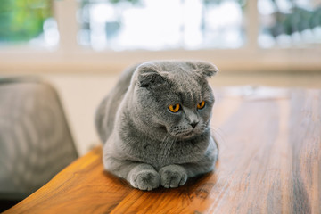 Cute and beautiful cat. This is british shorthair or scottish fold gray cat.