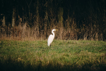 Great White Egret sitting in a meadow