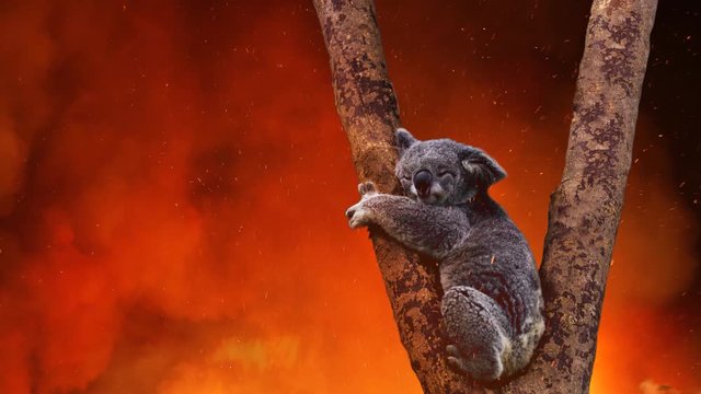 Koala Bear In Tree Caught In The Fire 2