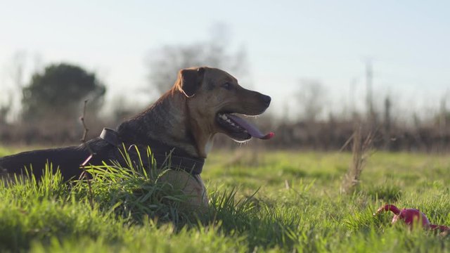 Chien fatigu&eacute;, allong&eacute; dans l'herbe.