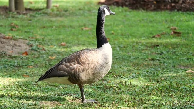 Kanadagans auf einer Wiese, Branta canadensis
