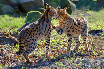 Naklejka na ściany i meble Confrontation chez les servals