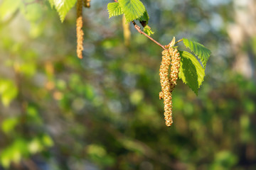 Birch catkins in spring park close-up, allergies to pollen of spring flowering plants concept