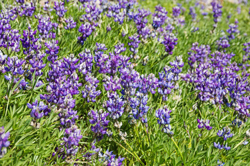 Obraz premium Lupine Wildflowers