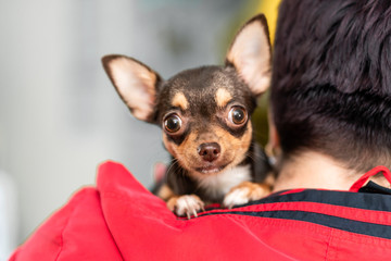 Portrait of a scared little chihuahua dog on the shoulder of a mistress in a veterinary clinic