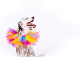 Portrait of white crossbreed happy dog with multicolored collar on white background