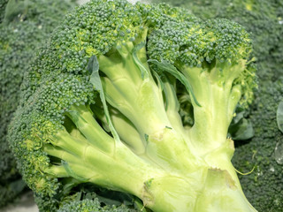 Green fresh raw broccoli close-up. The vegetable is rich in trace elements and vitamins