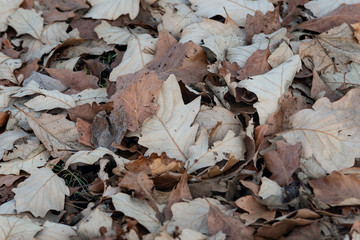 Closeup of autumn fallen leaves on the ground in forest preserve. Back to Nature concept.