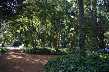 bosque, naturaleza, cuidado del medio ambiente