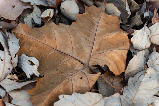 Closeup of autumn fallen leaves on the ground in forest preserve. Back to Nature concept.