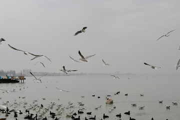 Flock of gulls, ducks, swans and doves on a cloudy day on the black sea coast 