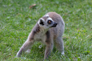 Suprised lemur