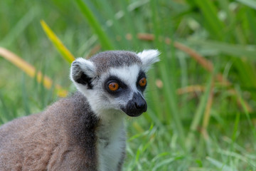 Lemur relaxing