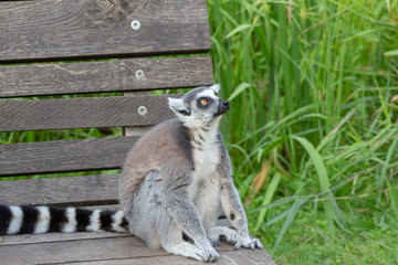 Lemur relaxing