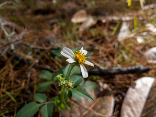 White Wildflower