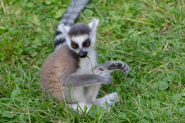 Lemur relaxing