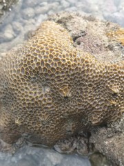 coral and fish