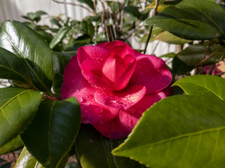 Camellia After a Rain