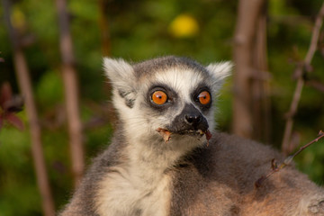 Fototapeta premium Lemur eating