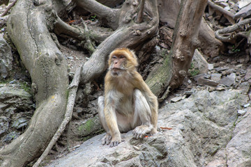 Monkey relaxing on a mountain