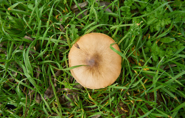 Wild mushroom in green field in autumn
