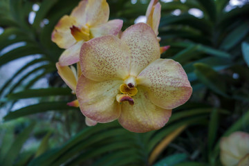 Beautiful orchids in the garden