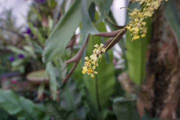 Beautiful orchids in the garden