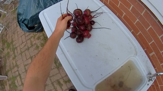 Home Gardening - Washing own grown beets in plastic patio sink under running tap water. View from first person perspective, wide angle lens.