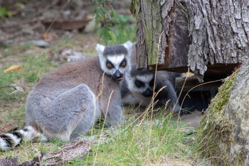 Lemurs relaxing