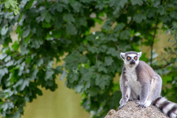 Lemur relaxing