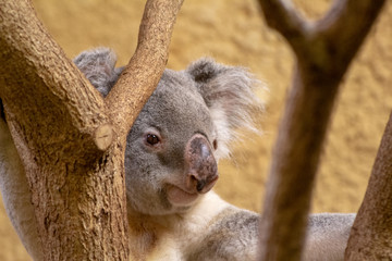 Fototapeta premium Dresden ZOO