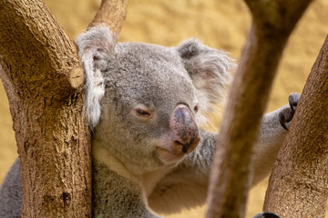 Dresden ZOO