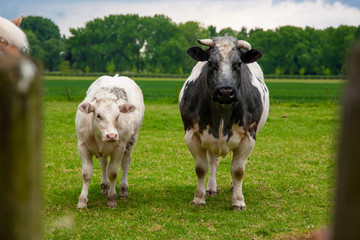 Fototapeta premium Two Belgian blue cows & bull looks at camera in green meadow 