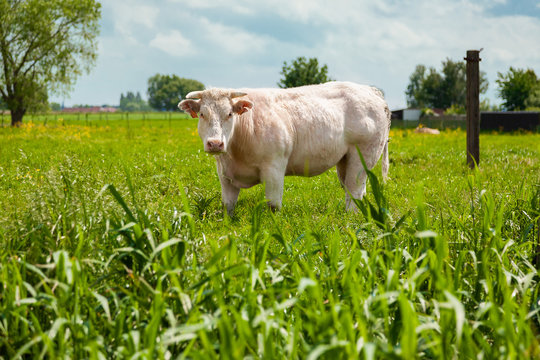White Belgian blue cow looks at camera in green meadow